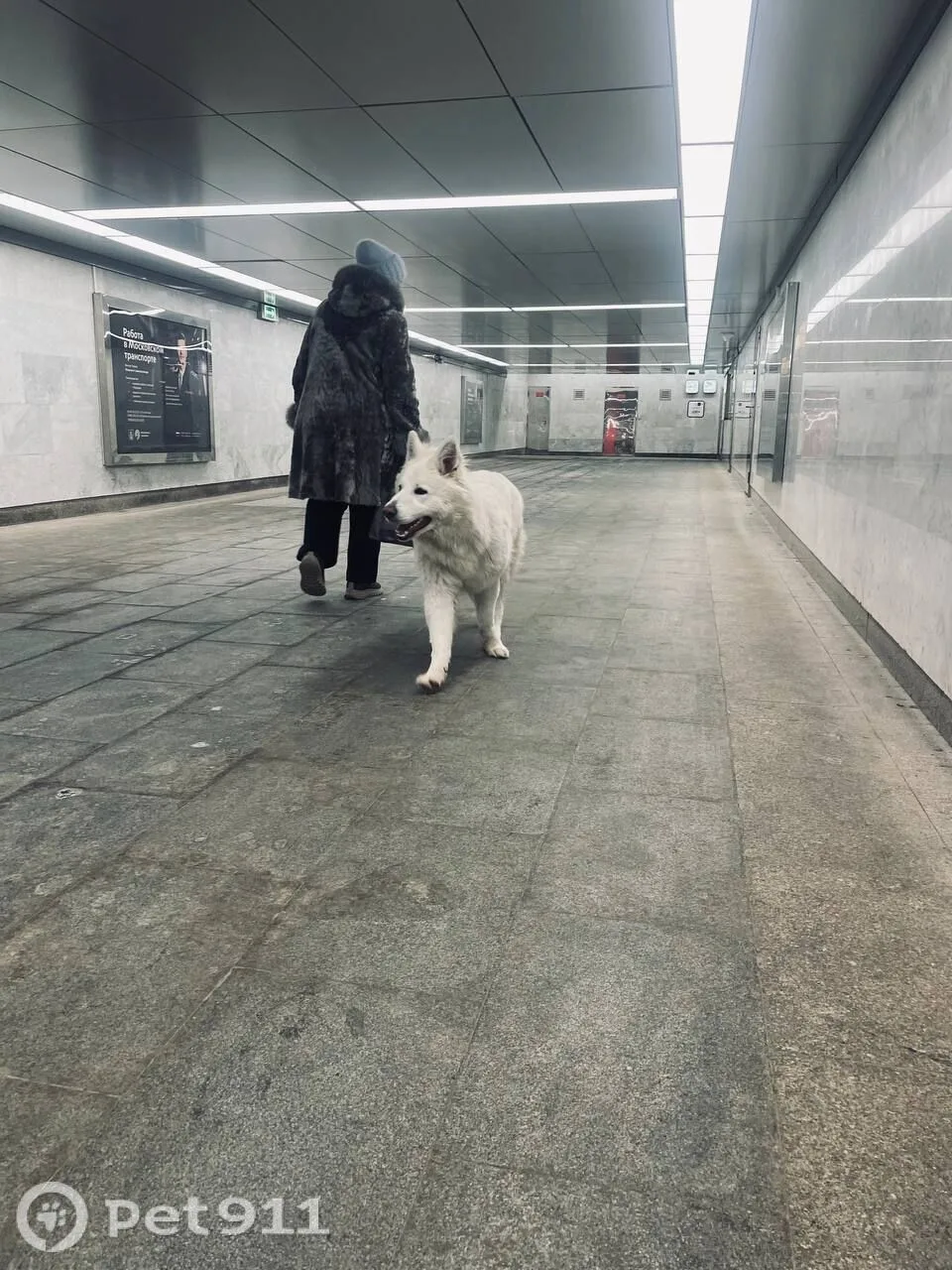 Найдена собака в Видном — фото питомца