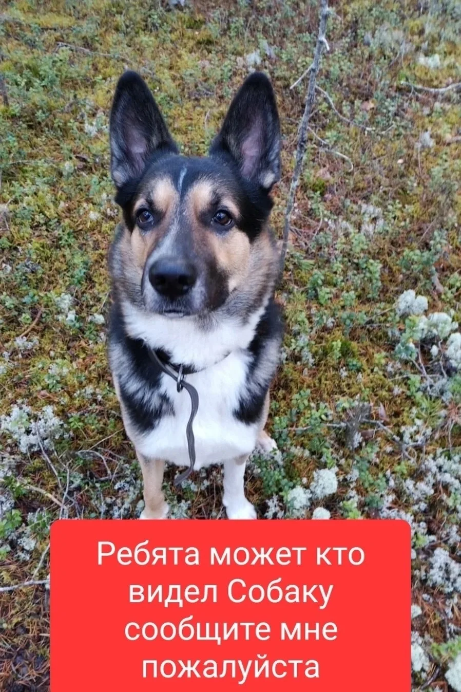 Объявление о питомце в Ухте — фото питомца