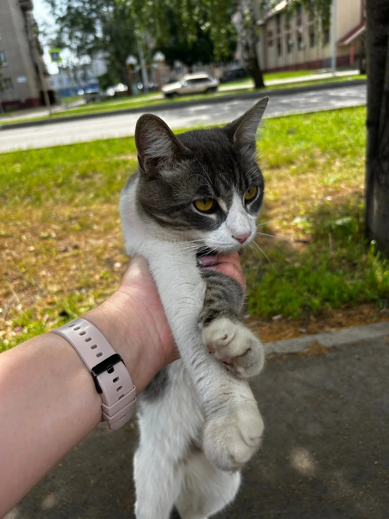 Найдена кошка в Нижнекамске — фото питомца