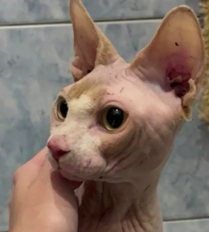 Найдена кошка в Костроме — фото питомца