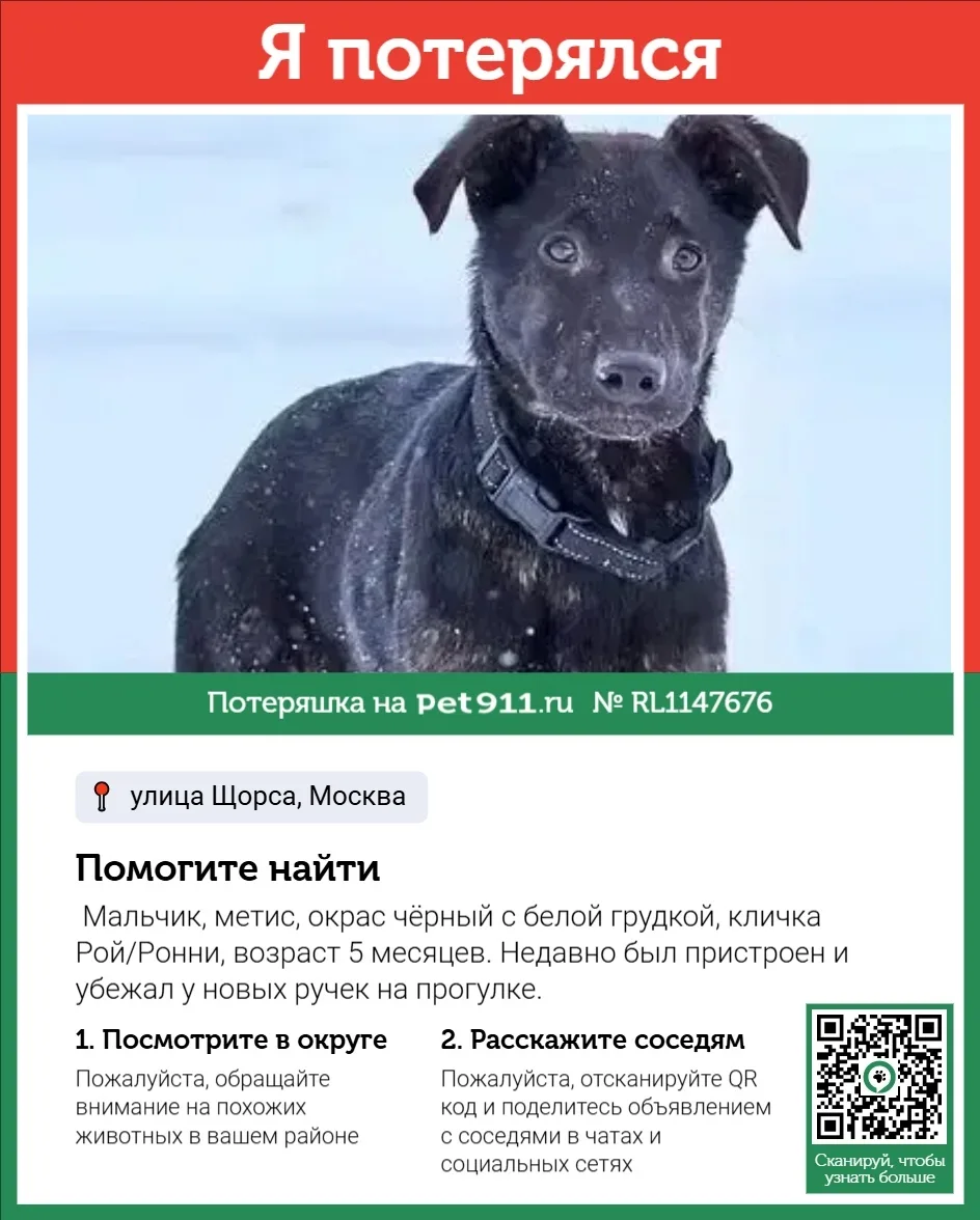 Пропала собака в Видном — фото питомца