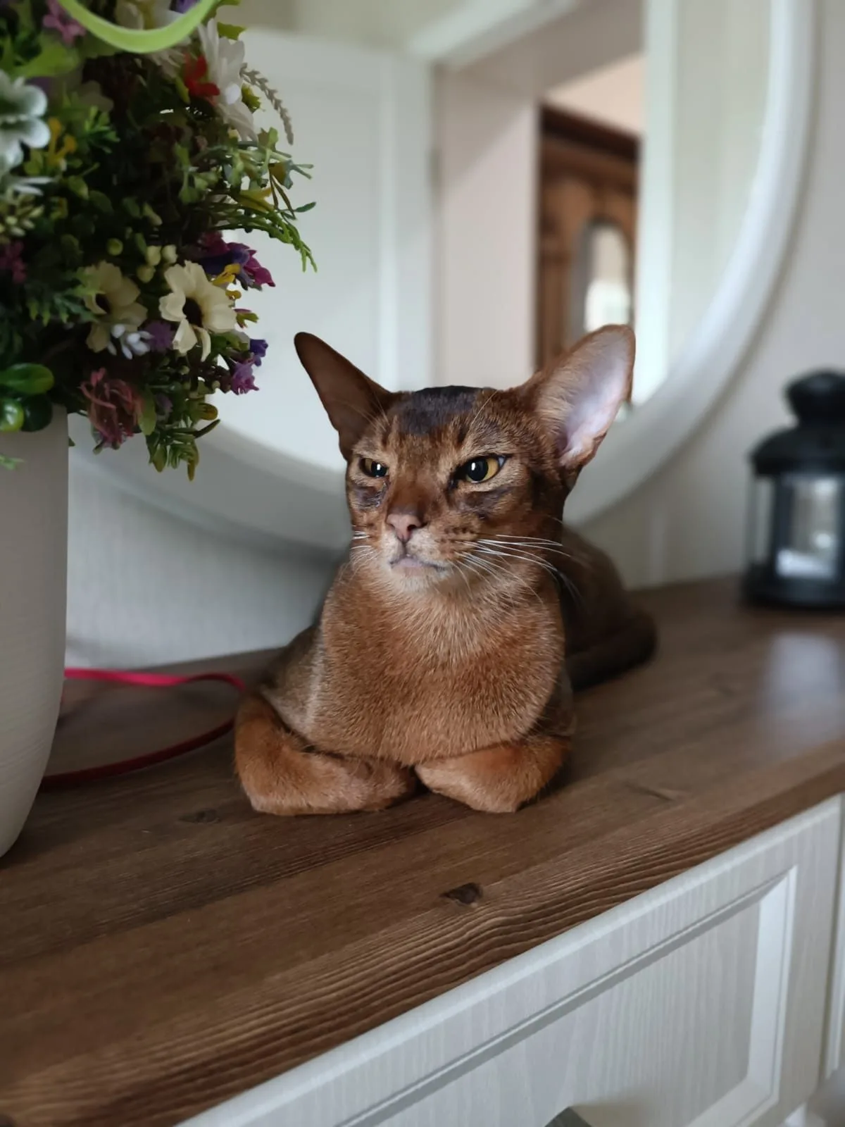 Пропала кошка в Костроме — фото питомца