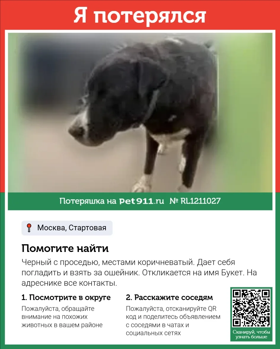 Найдена собака в Видном — фото питомца