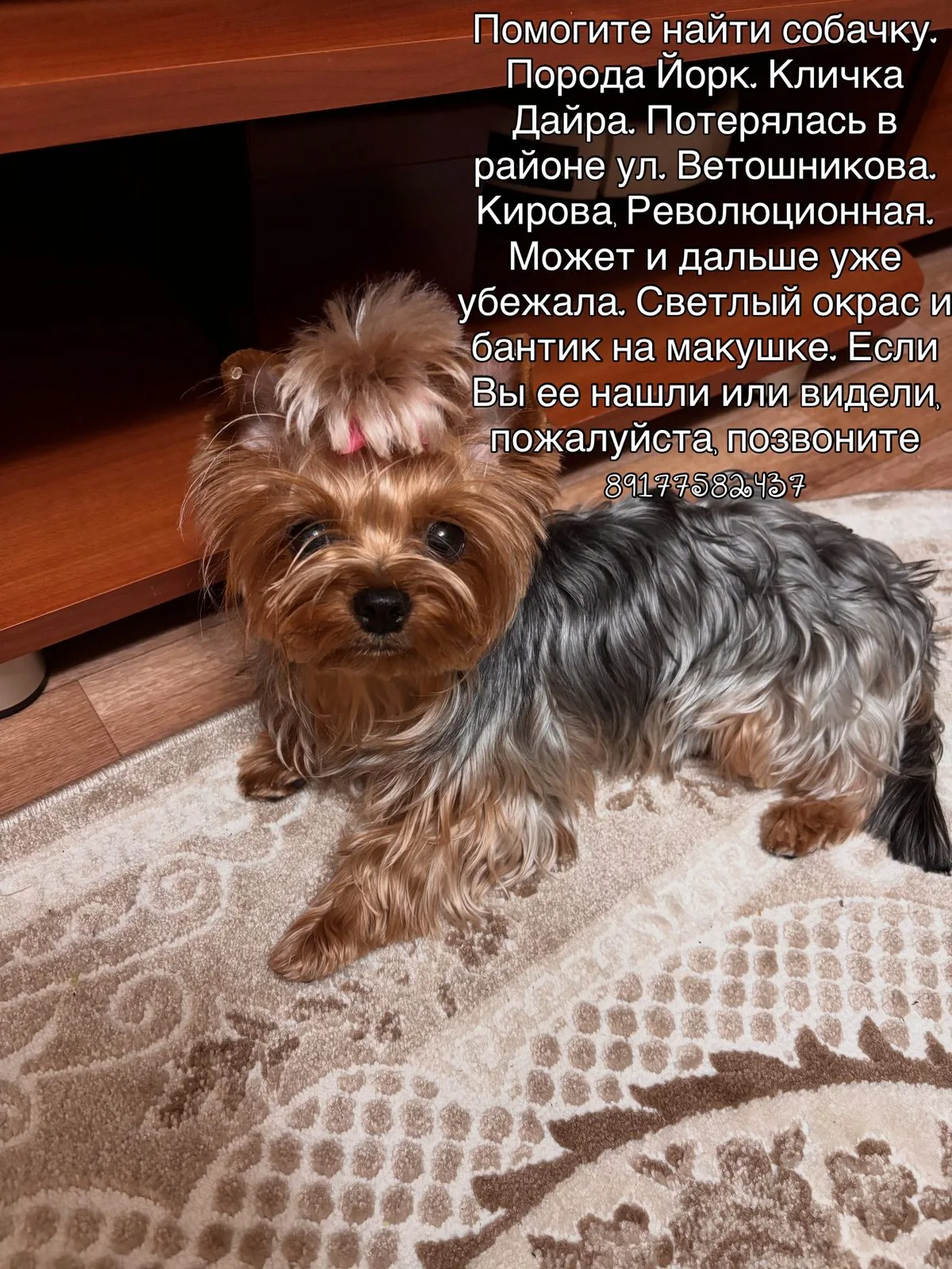Пропала собака в Уфе — фото питомца