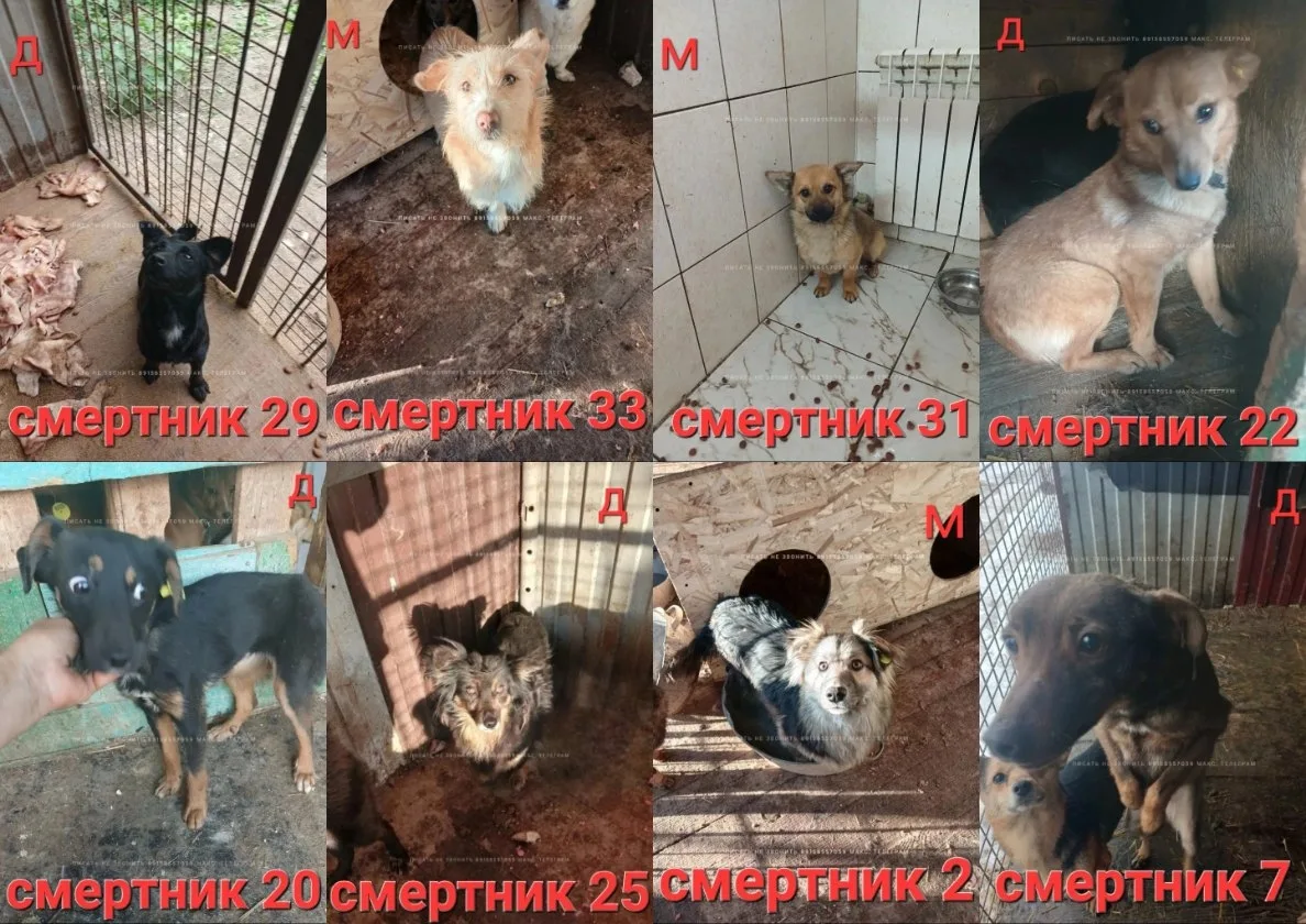 Найдена собака в Липецке — фото питомца
