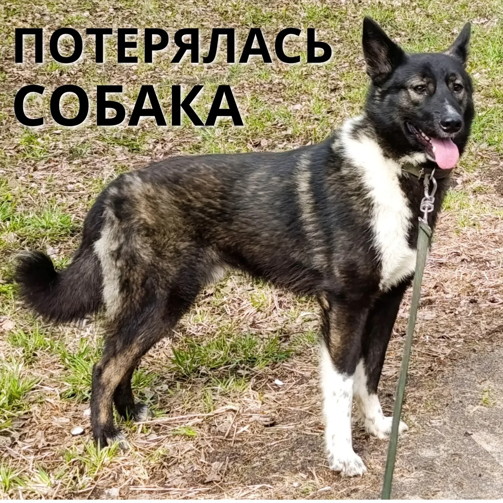 Найдена собака в Вологде — фото питомца