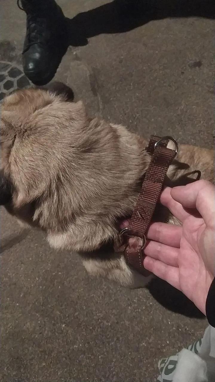 Найдена собака в Зеленограде — фото питомца