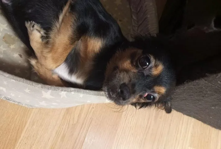 Пропала собака в Клине — фото питомца