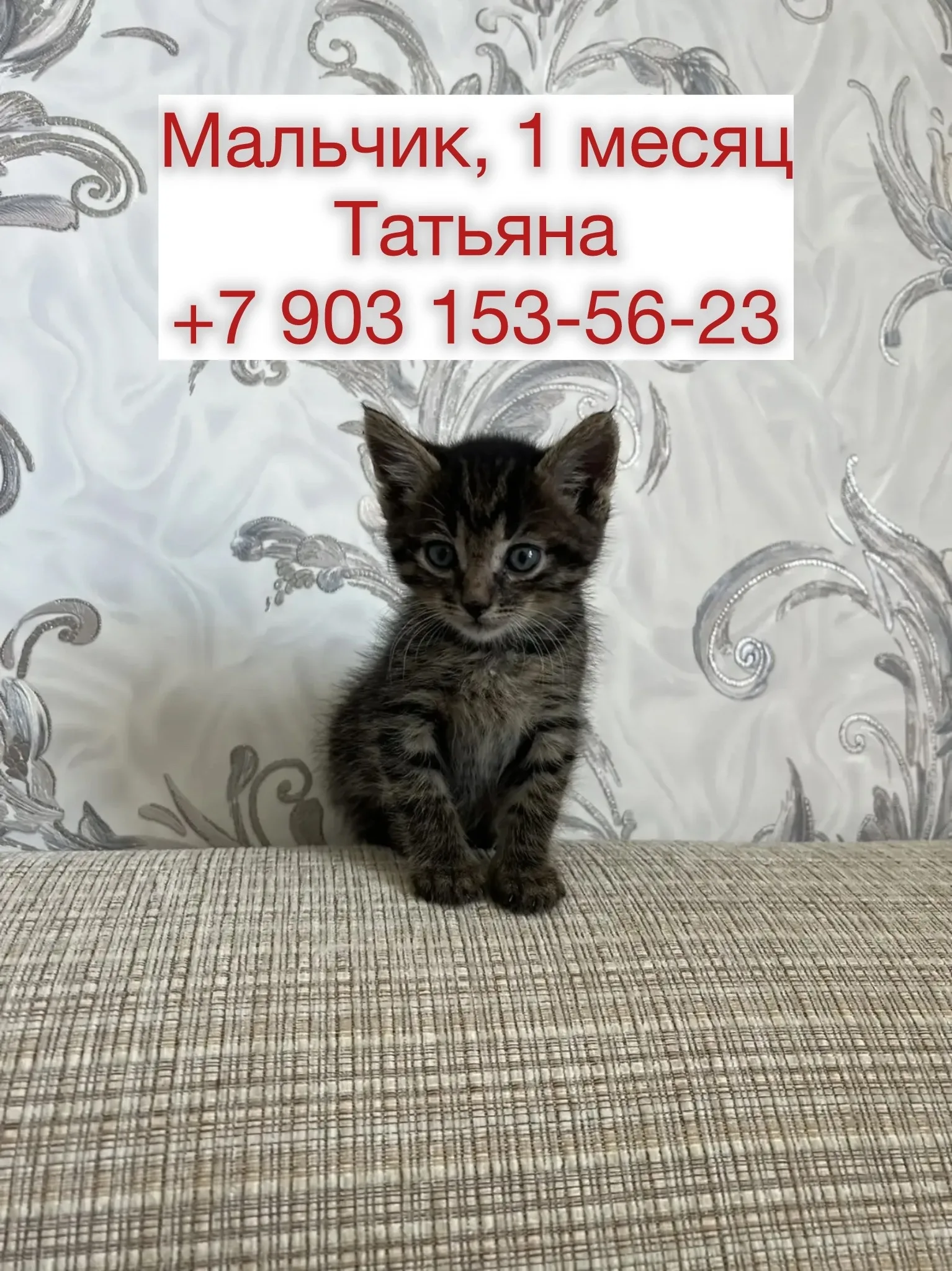 Объявление о питомце в Красногорске — фото питомца