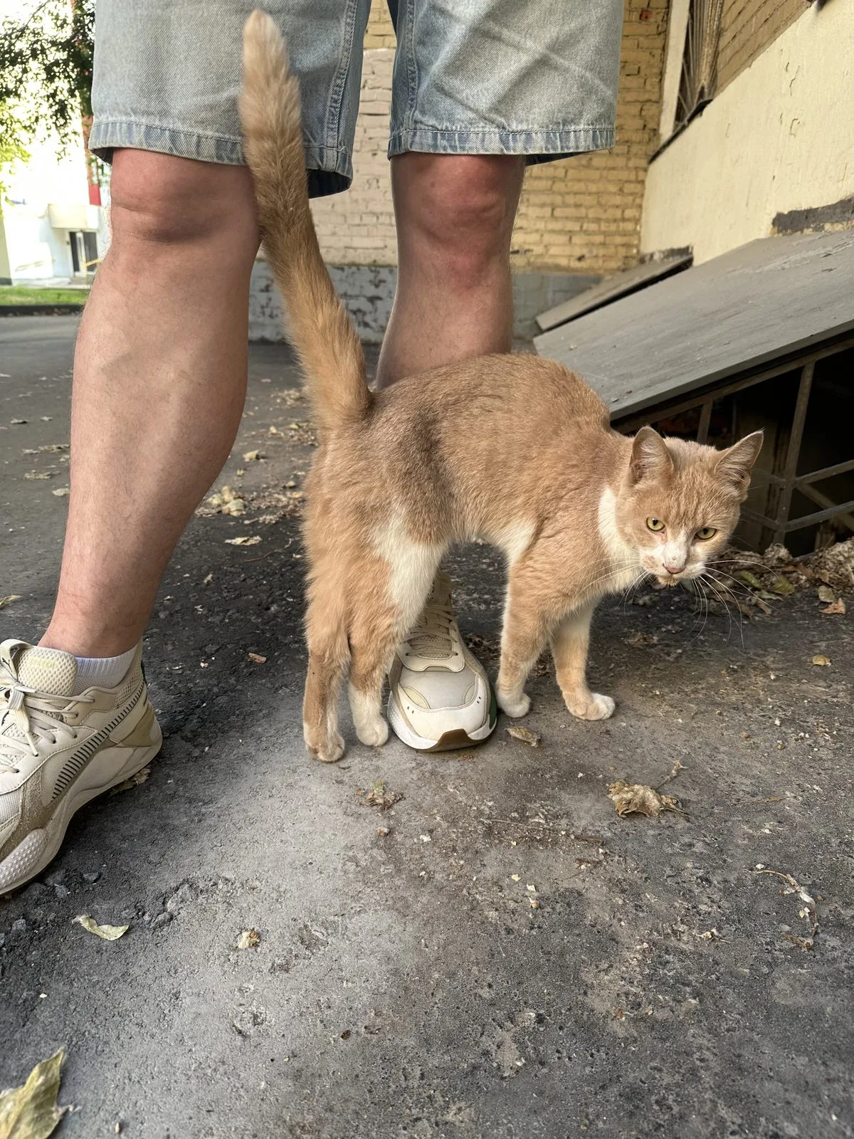 Найдена кошка в Москве — фото питомца