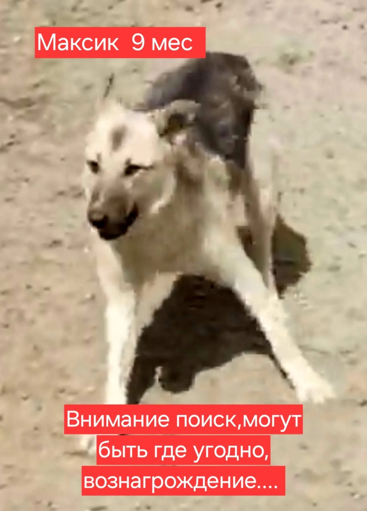 Найдена собака в Калининграде — фото питомца