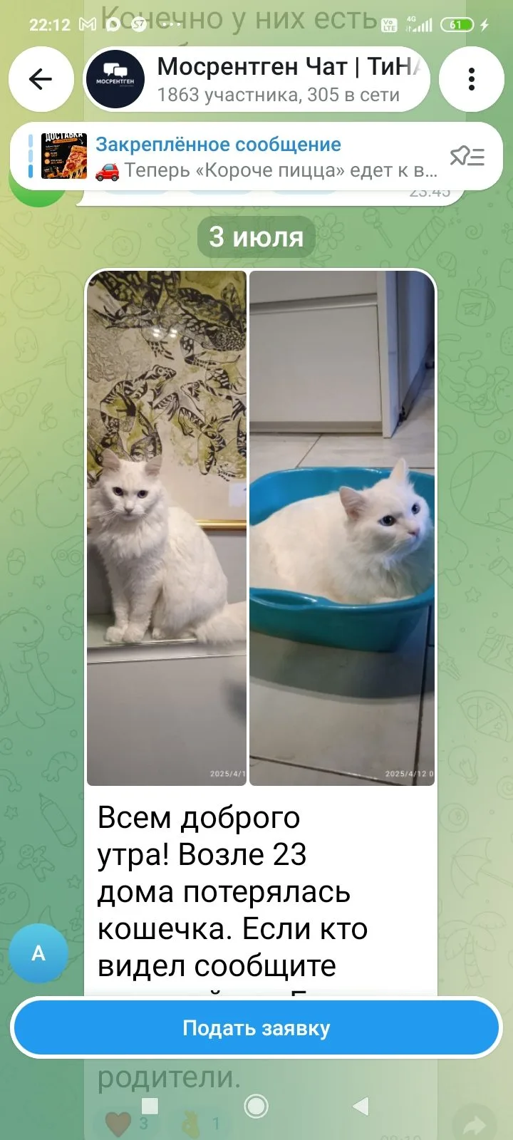 Пропала кошка в Москве — фото питомца