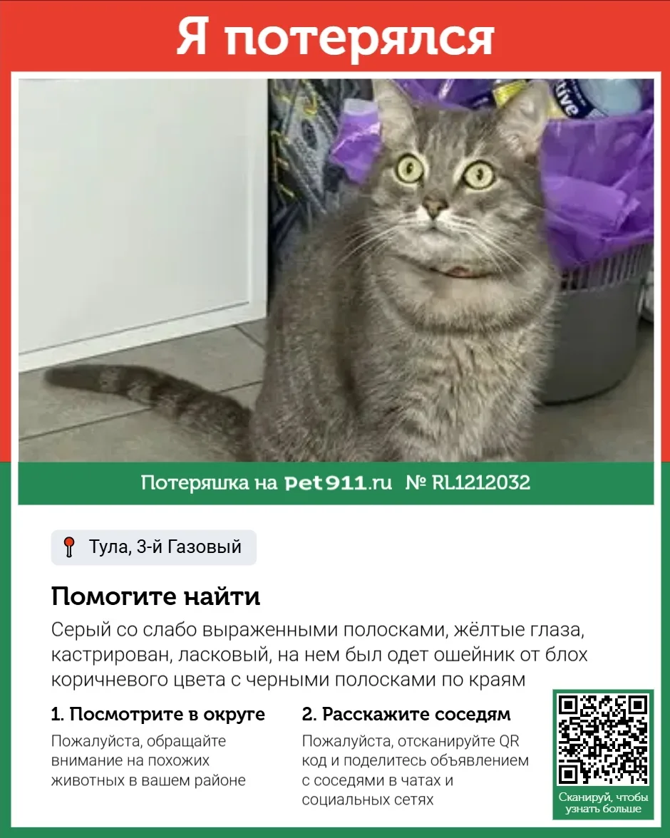 Найдена кошка в Туле — фото питомца