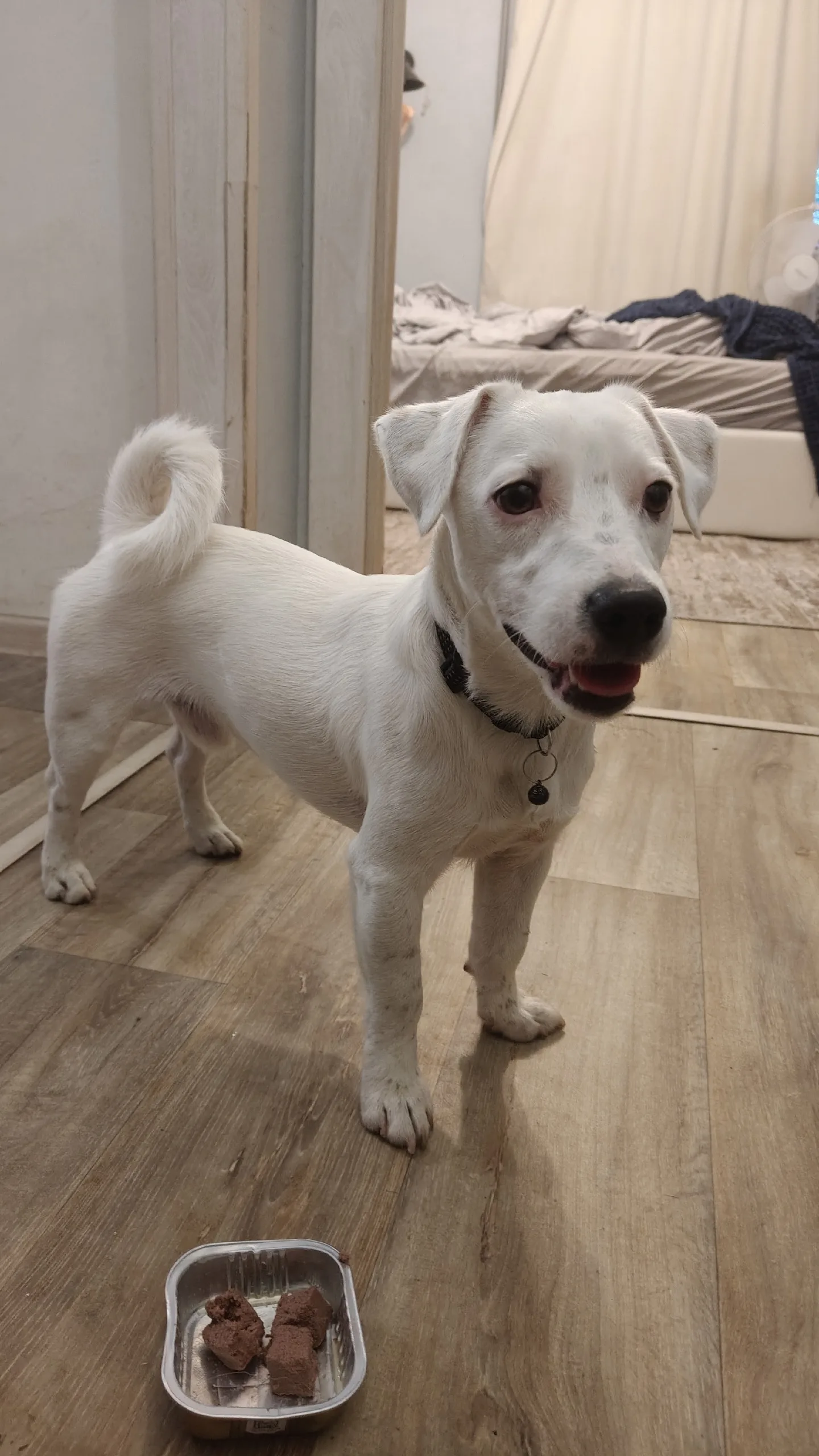 Найдена собака в Мытищах — фото питомца