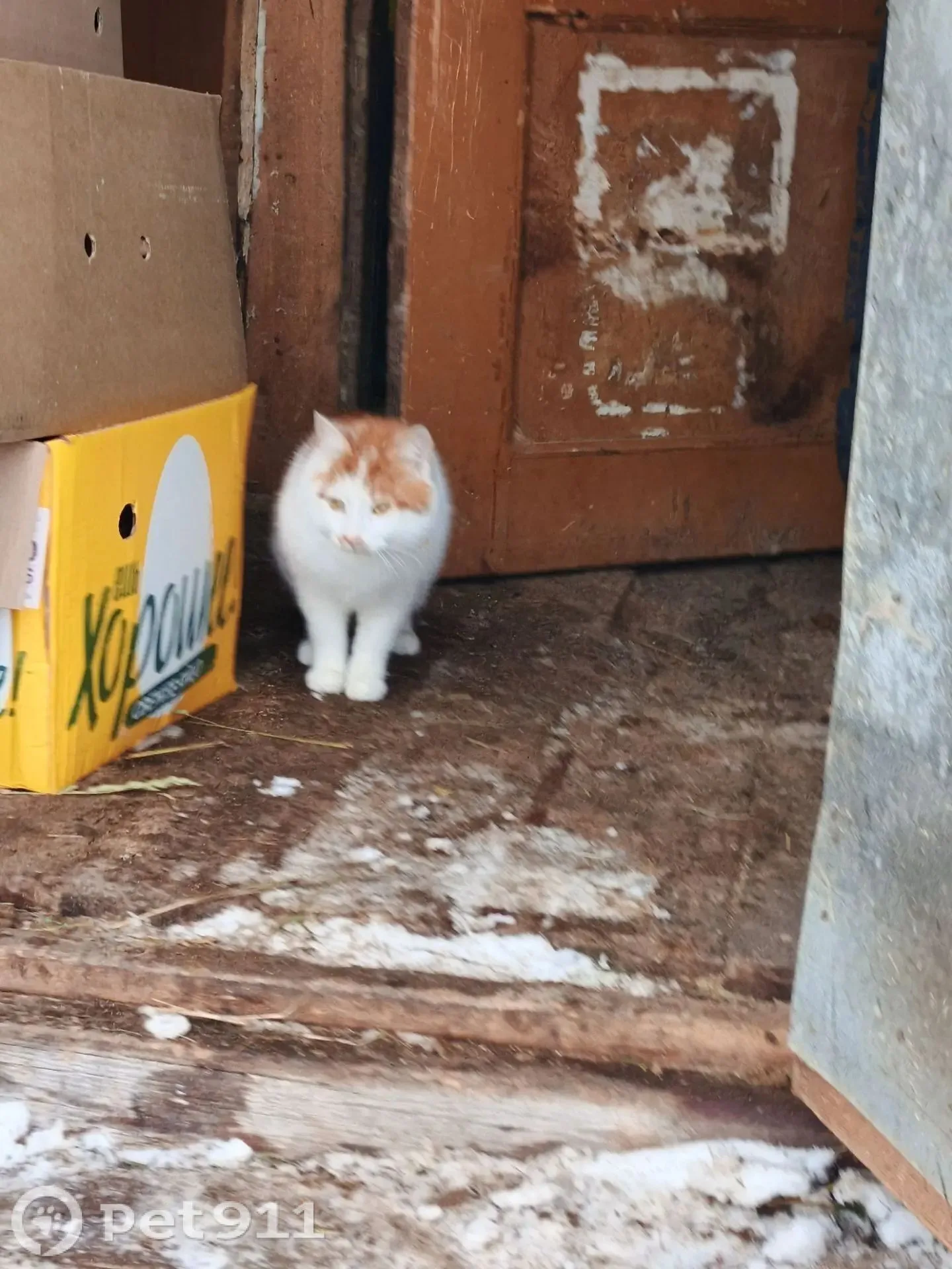 Найдена кошка в Петрозаводске — фото питомца