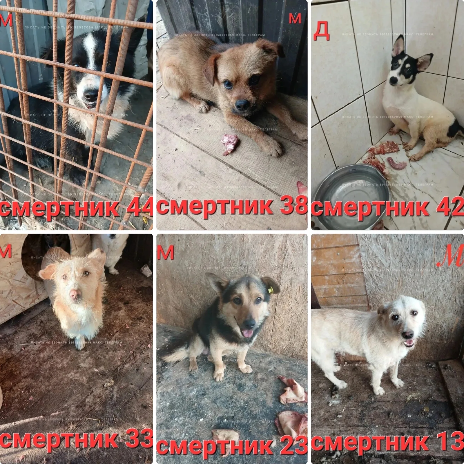 Объявление о питомце в Клине — фото питомца