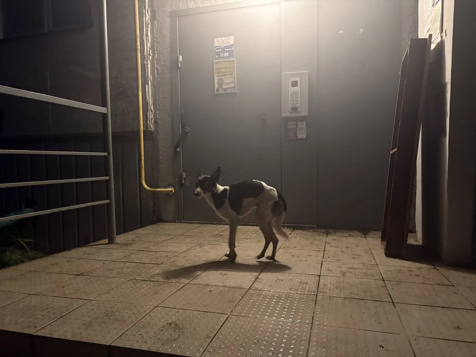 Найдена собака в Челябинске — фото питомца