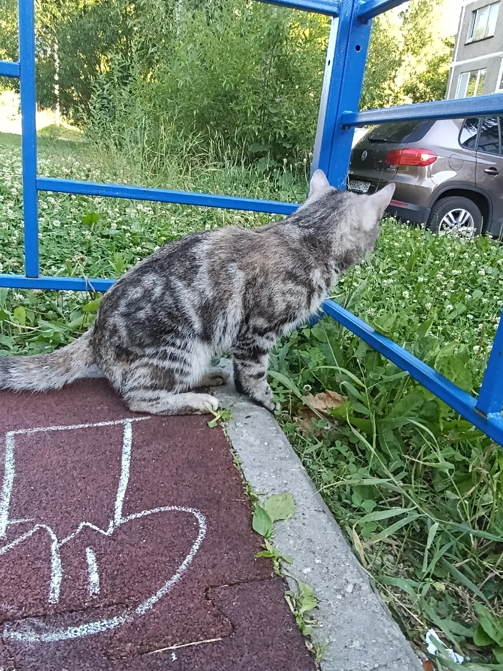 Найдена кошка в Егорьевске — фото питомца