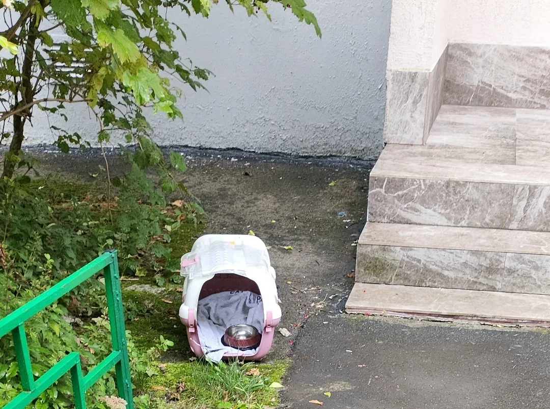 Пропала кошка в Зеленограде — фото питомца