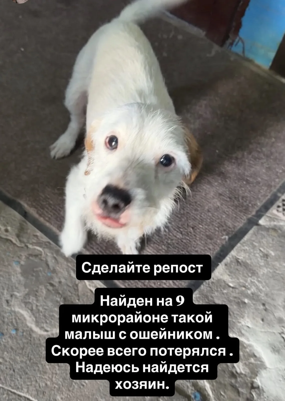 Найдена собака в Липецке — фото питомца