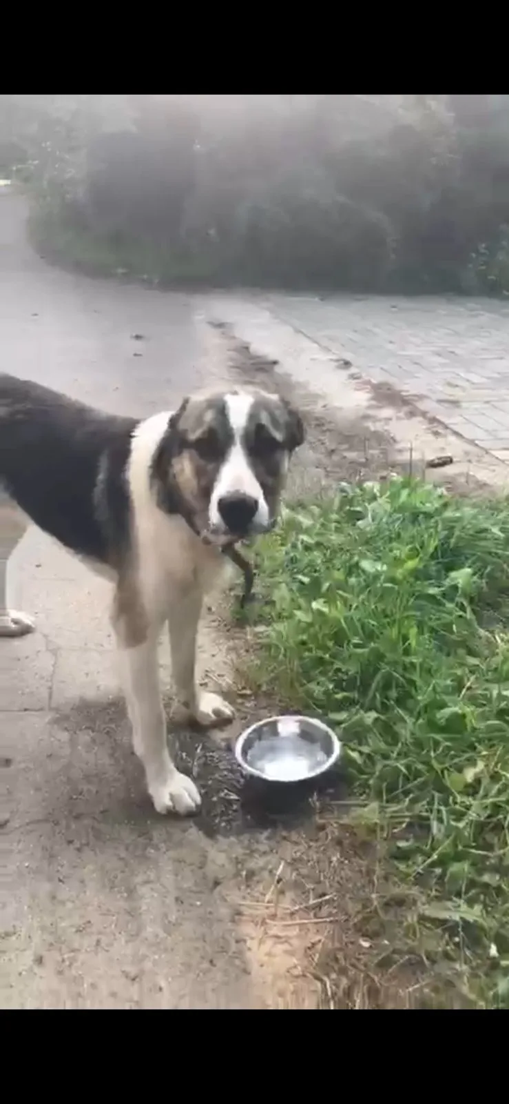 Найдена собака в Домодедове — фото питомца