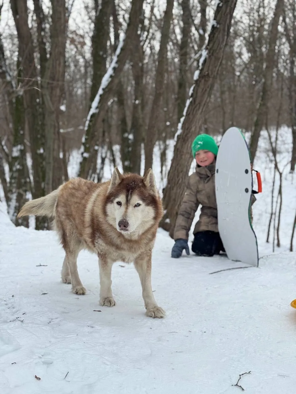 Пропала собака в Ростове-на-Дону — фото питомца