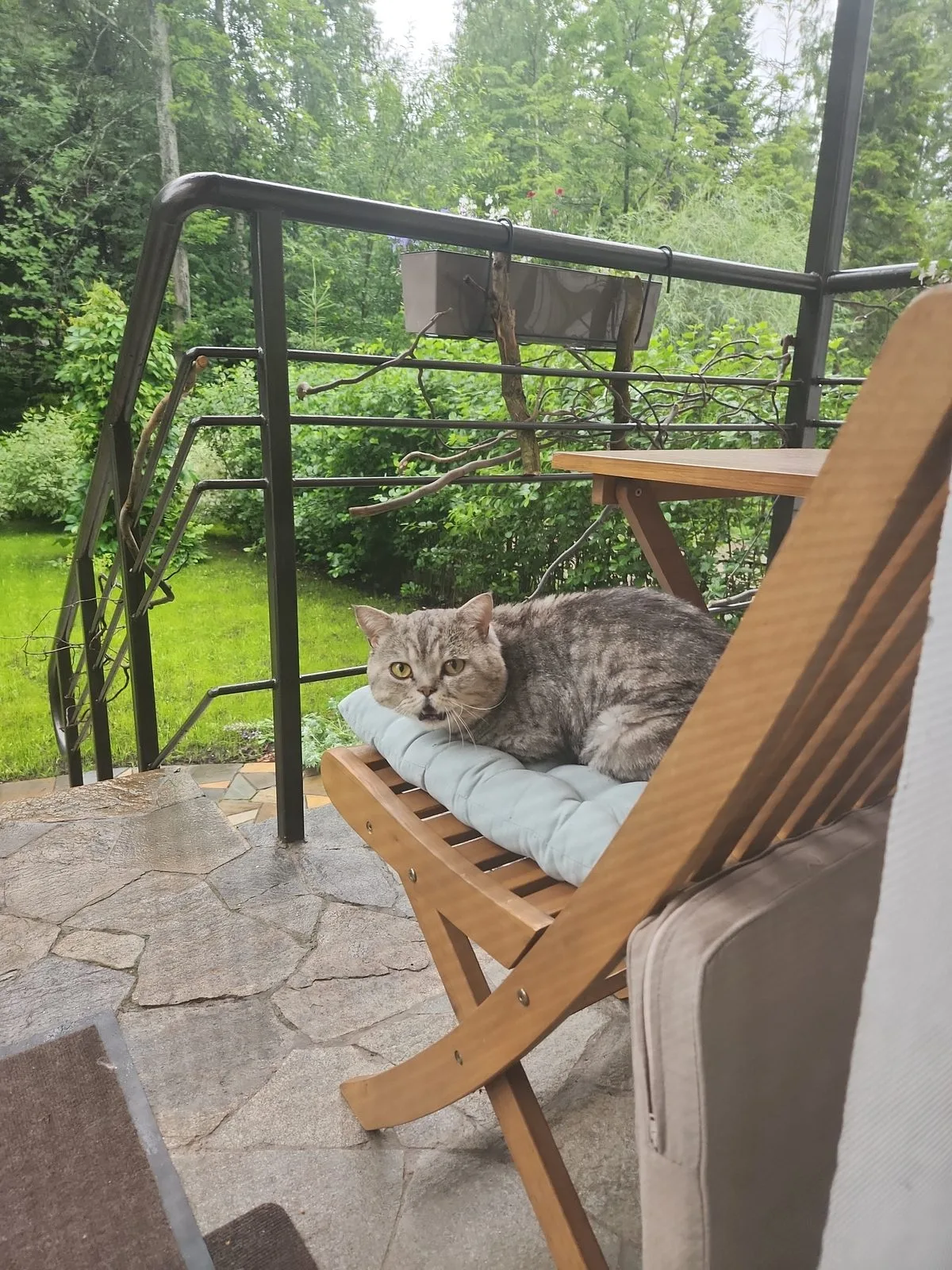 Найдена кошка в Перми — фото питомца