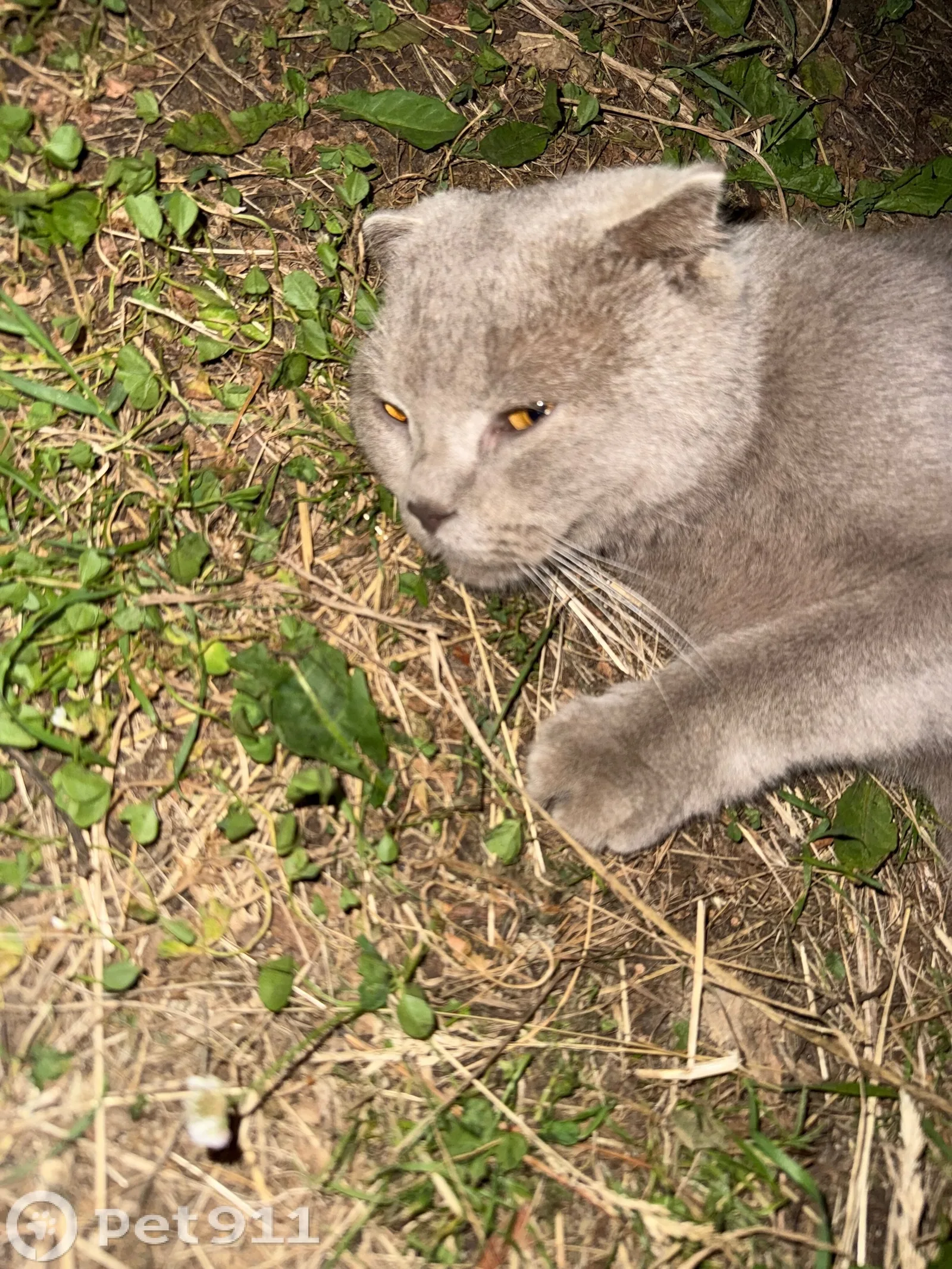 Найдена кошка в Костроме — фото питомца