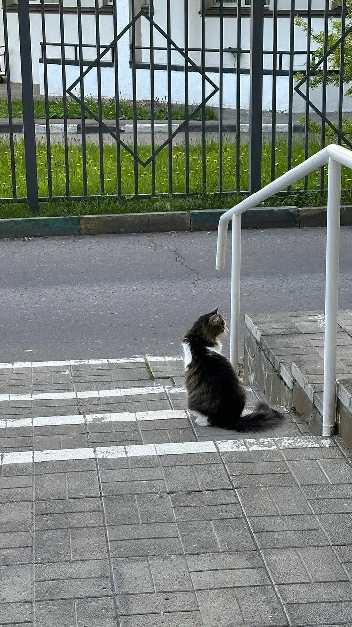 Пропала кошка в Москве — фото питомца