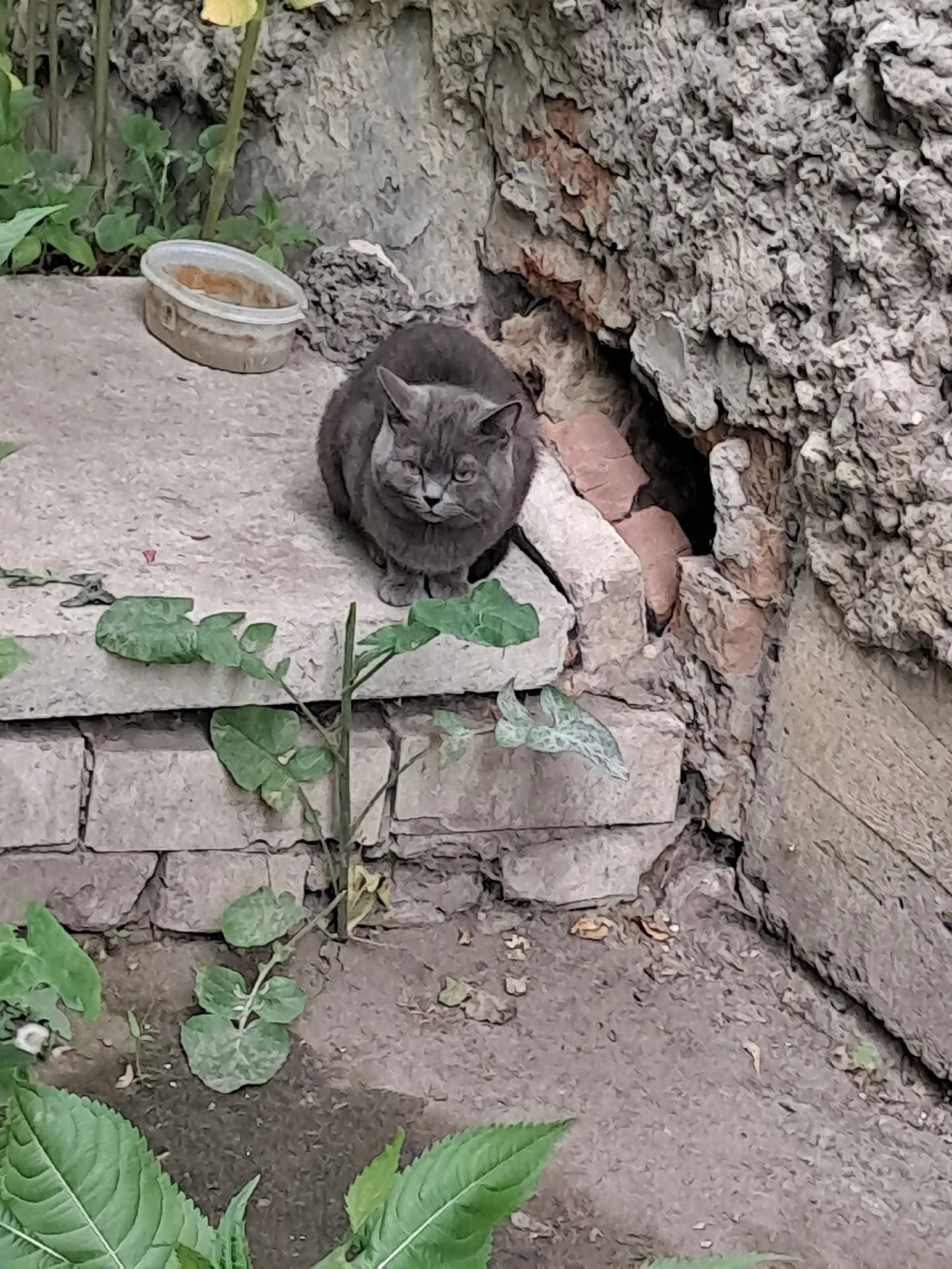 Объявление о питомце в Кургане — фото питомца