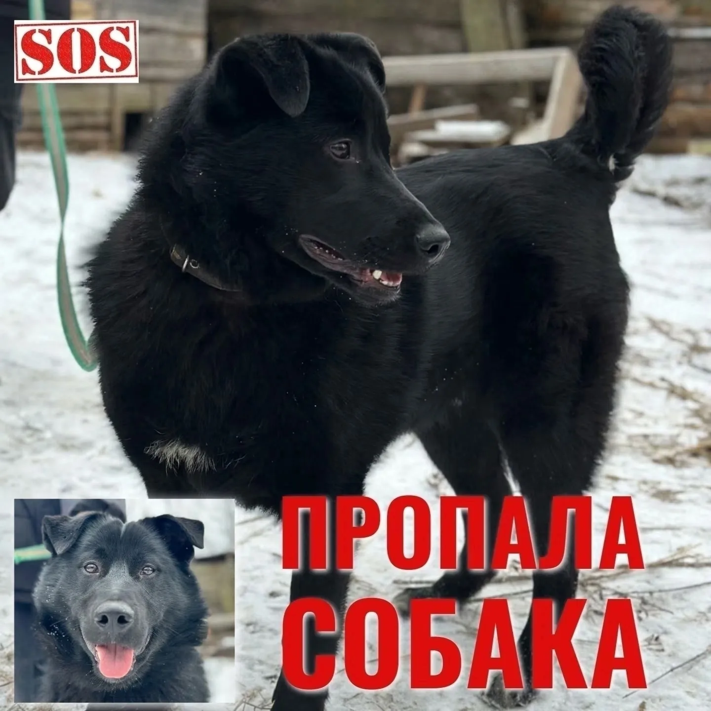 Найдена собака в Вологде — фото питомца