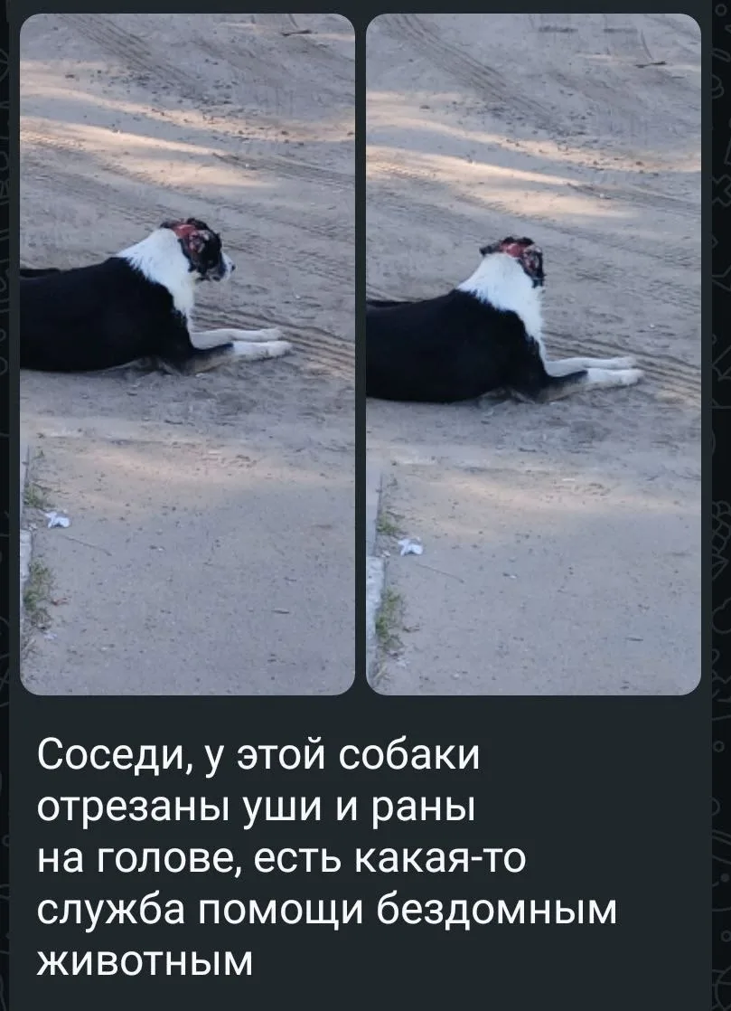 Найдена собака в Зеленограде — фото питомца