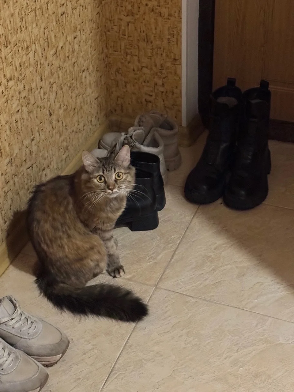 Найдена кошка в Саранске — фото питомца