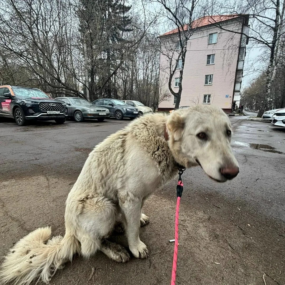 Найдена собака в Видном — фото питомца