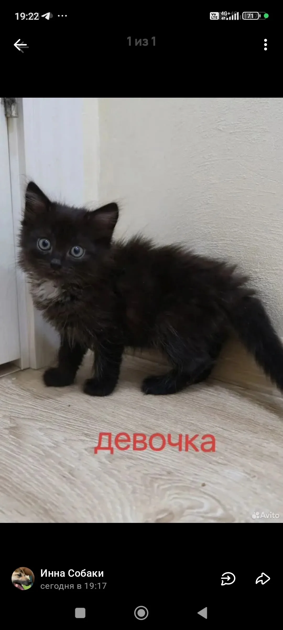 Объявление о питомце в Егорьевске — фото питомца