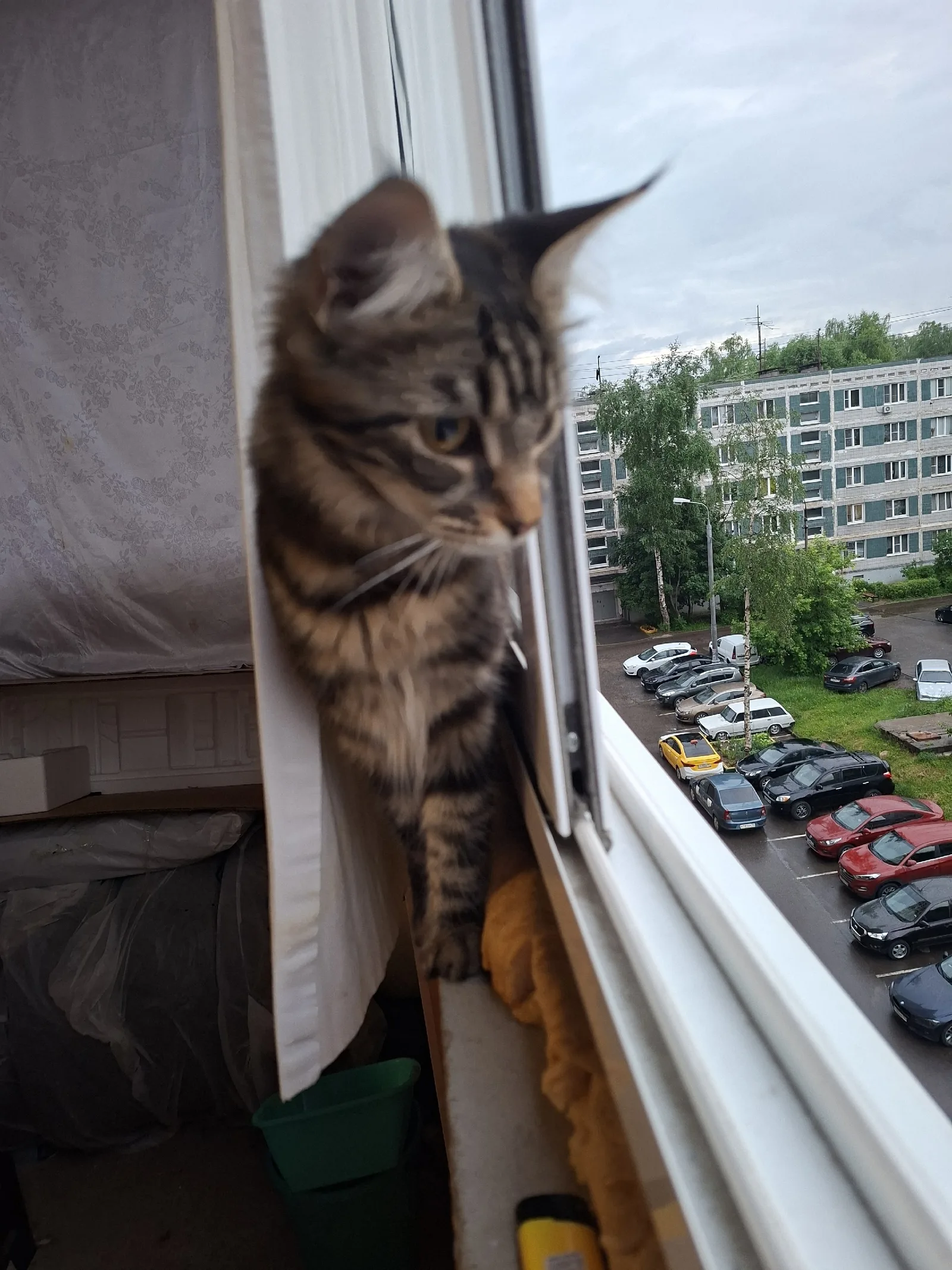 Найдена кошка в Лобне — фото питомца