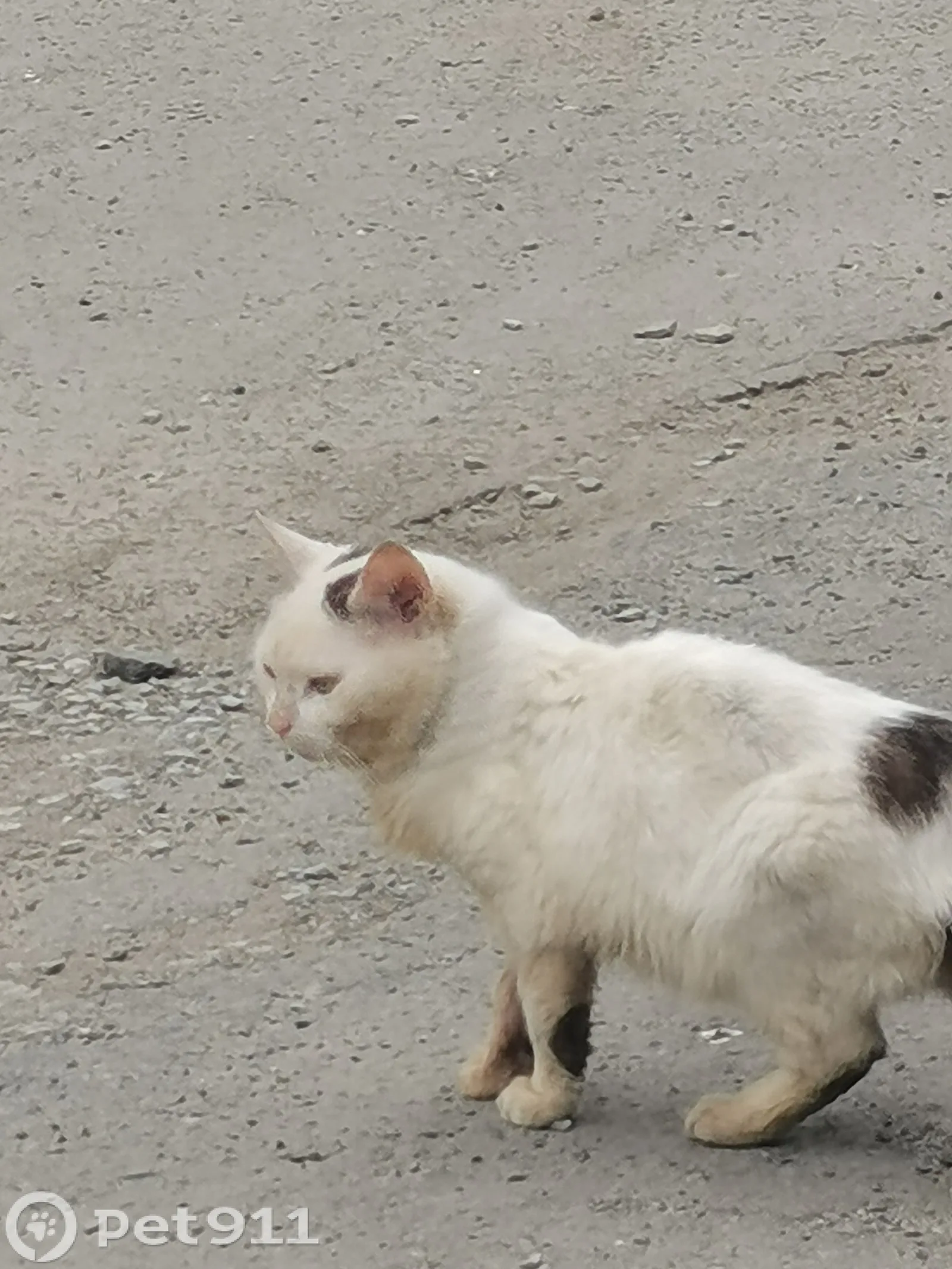 Найдена кошка в Петрозаводске — фото питомца