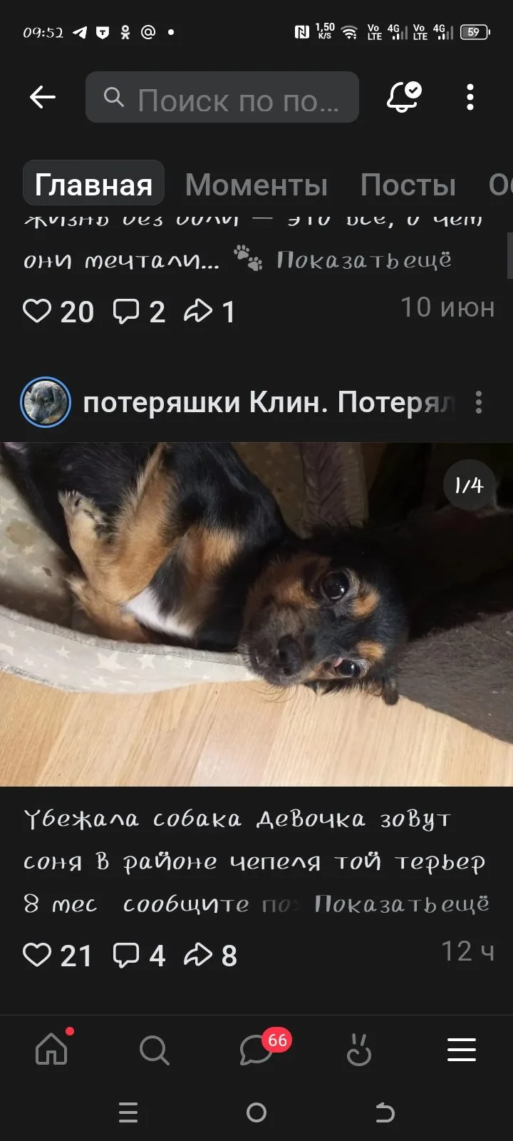 Пропала собака в Клине — фото питомца