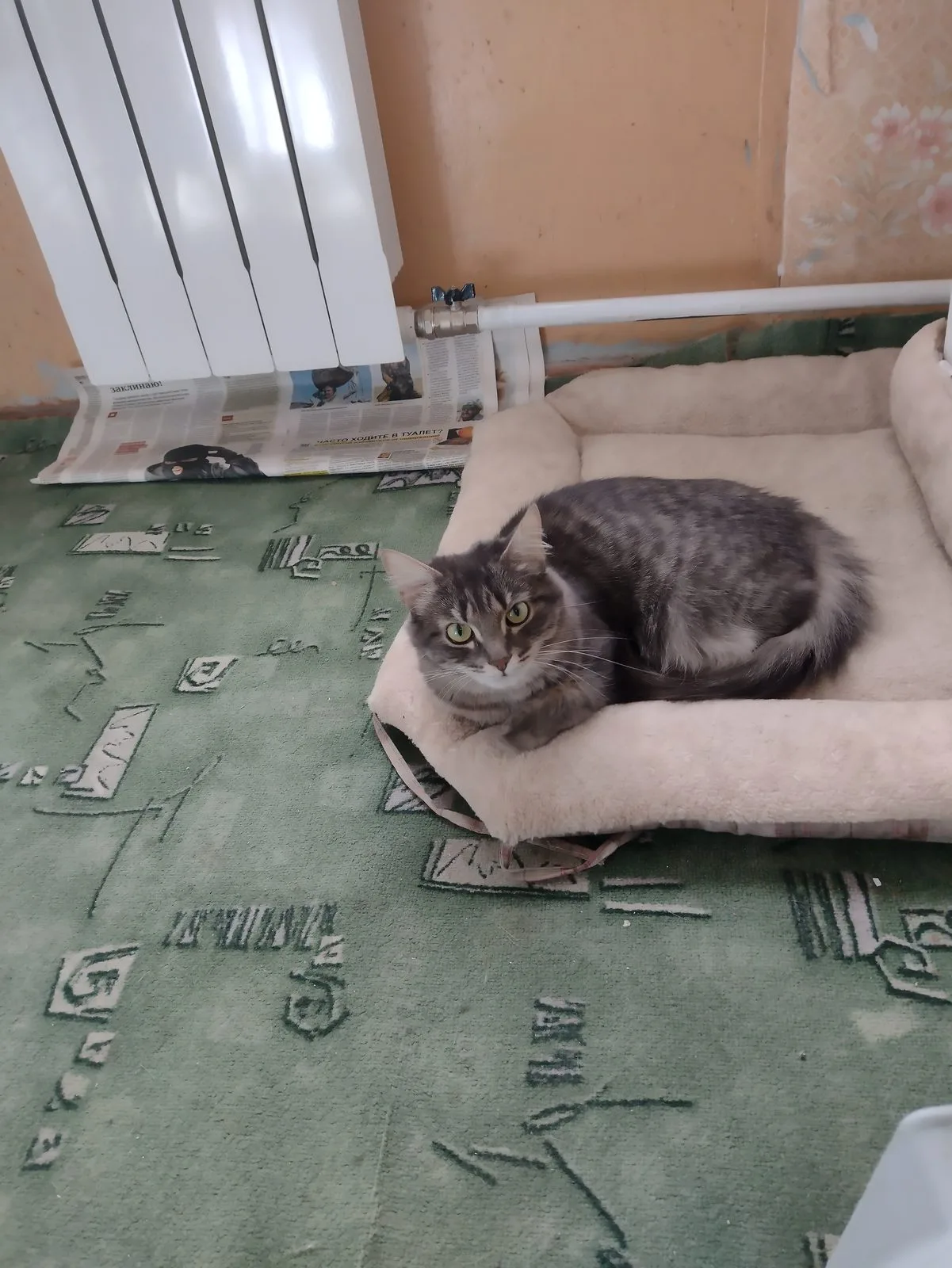 Найдена кошка в Москве — фото питомца