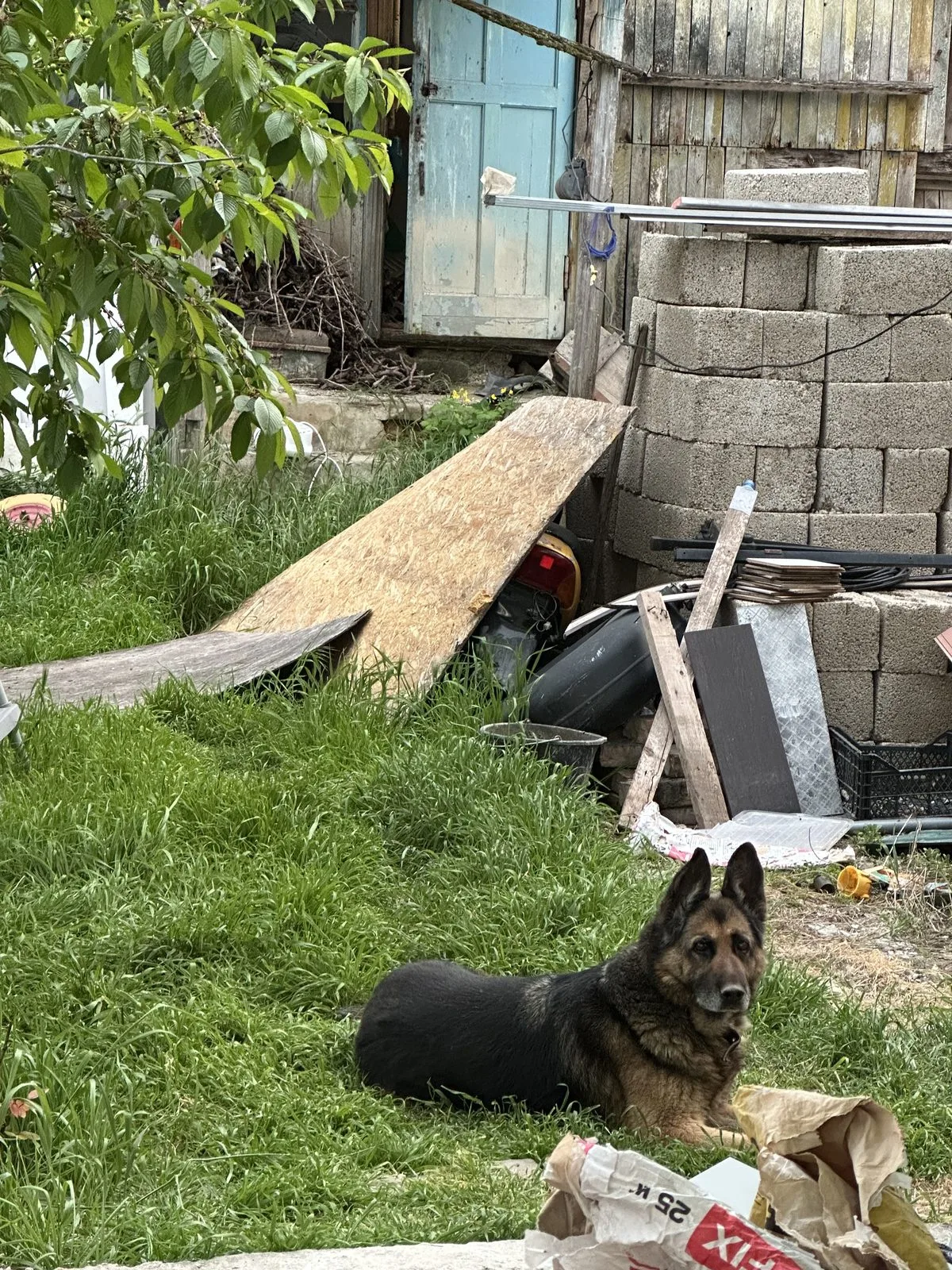 Пропала собака в Новороссийске — фото питомца