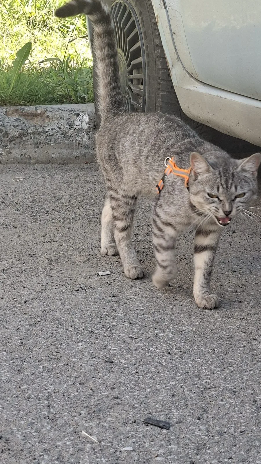 Найдена кошка в Томске — фото питомца