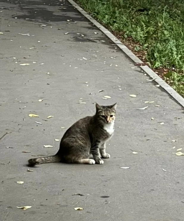 Найдена кошка в Коломне — фото питомца