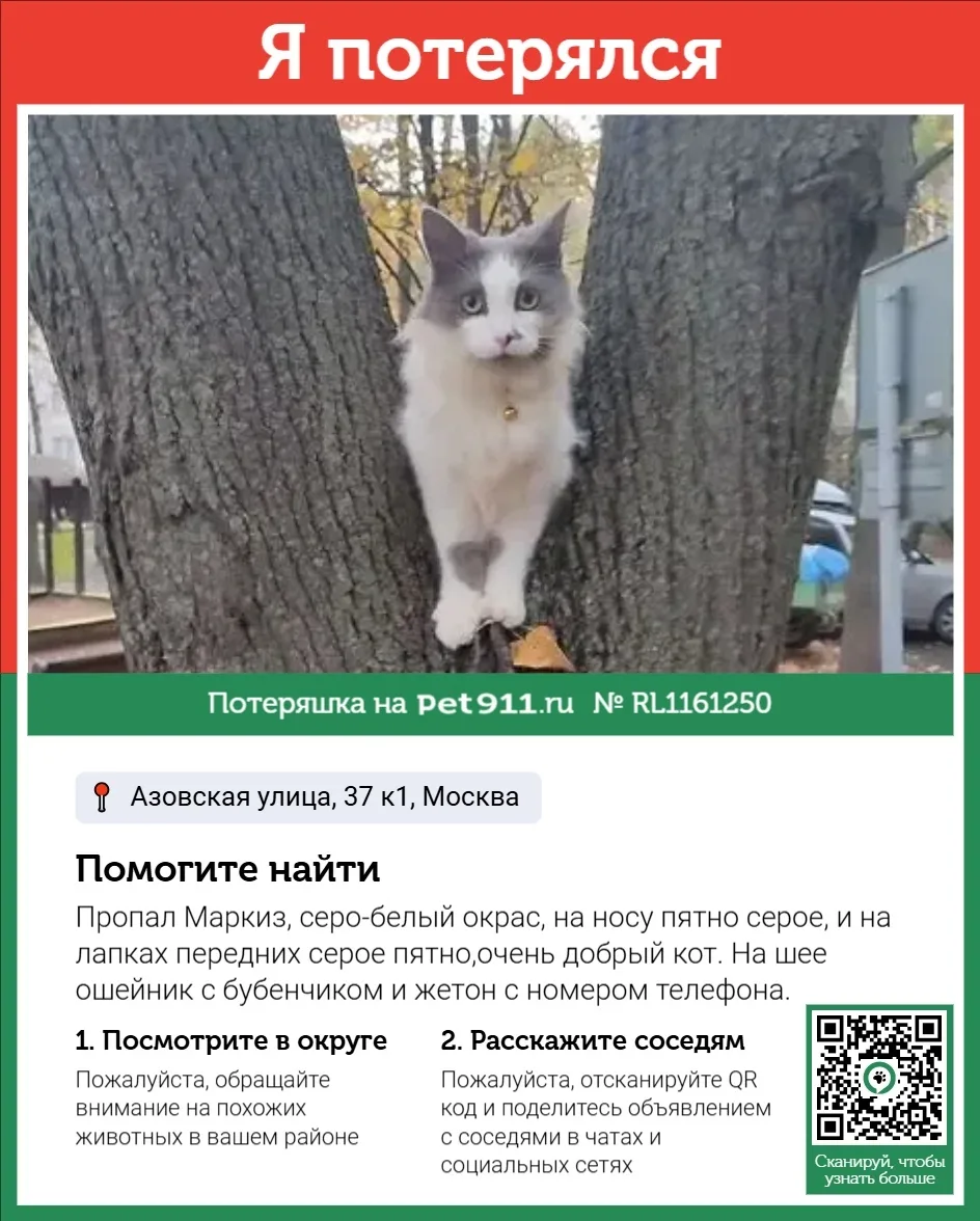 Пропала кошка в Видном — фото питомца