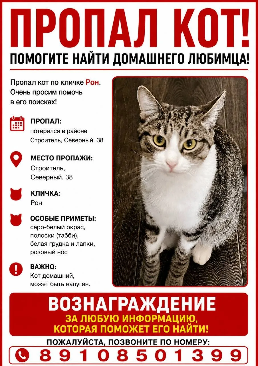 Пропала кошка в Тамбове — фото питомца