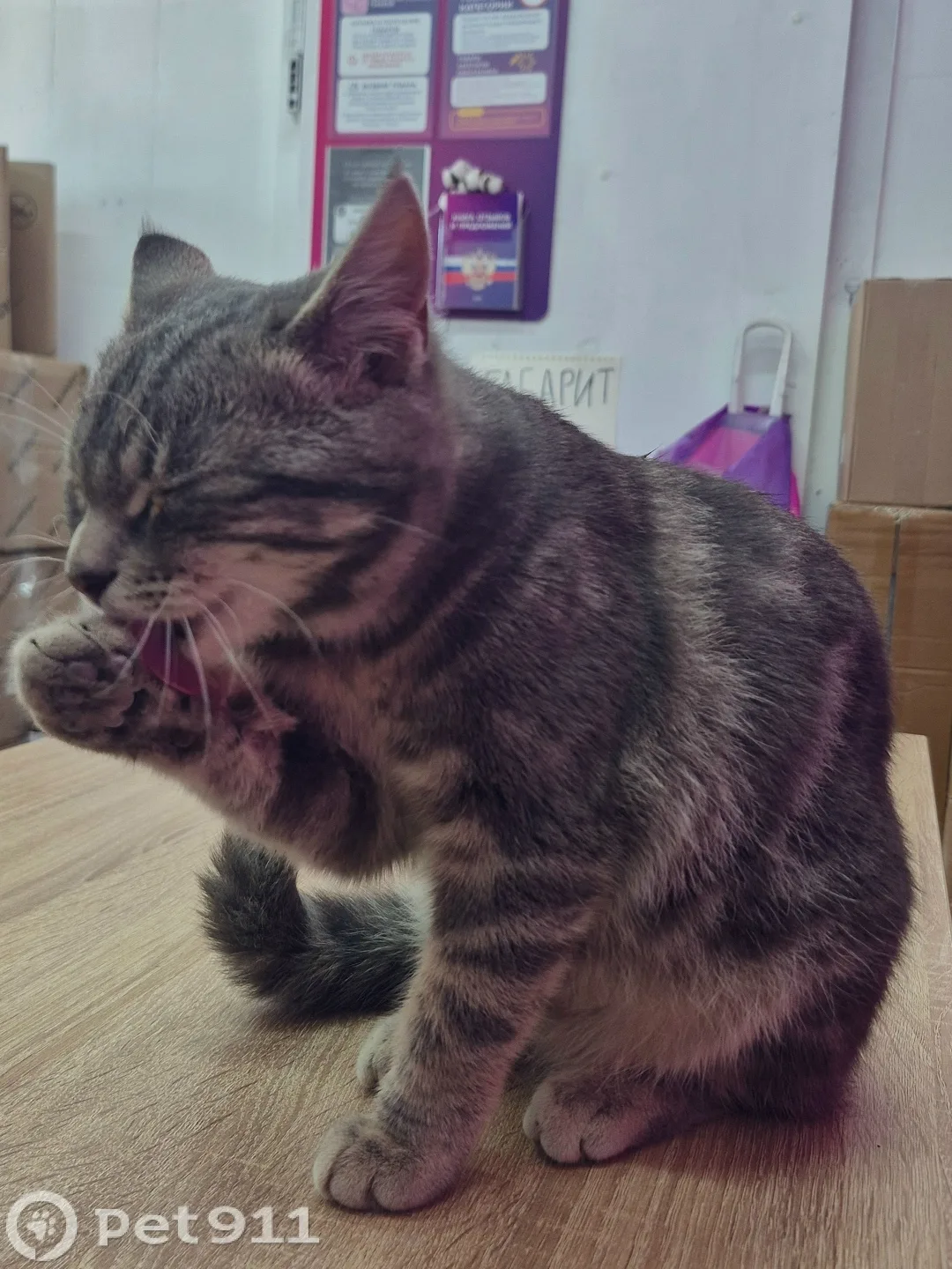 Найдена кошка в Видном — фото питомца