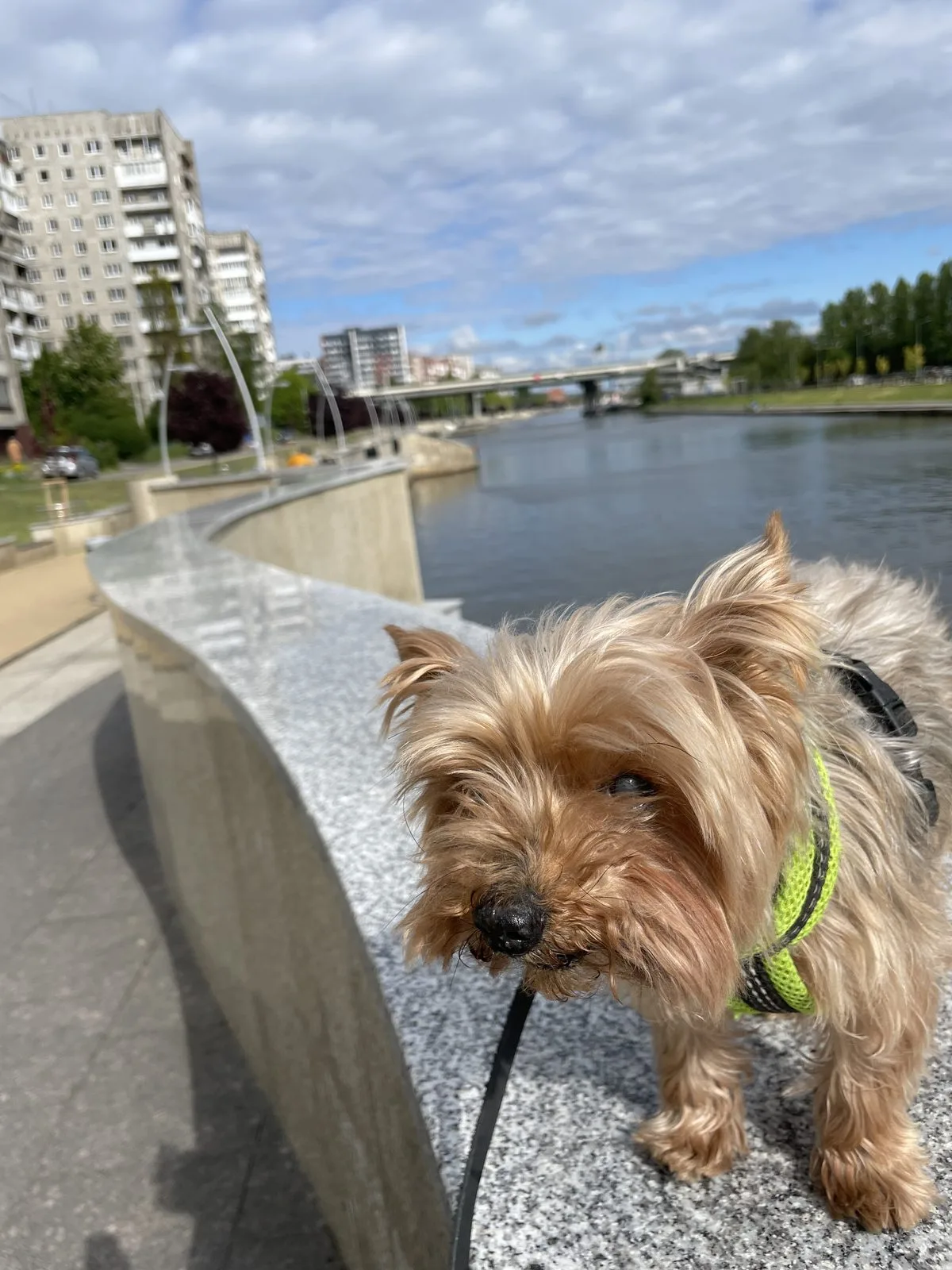 Пропала собака в Москве — фото питомца