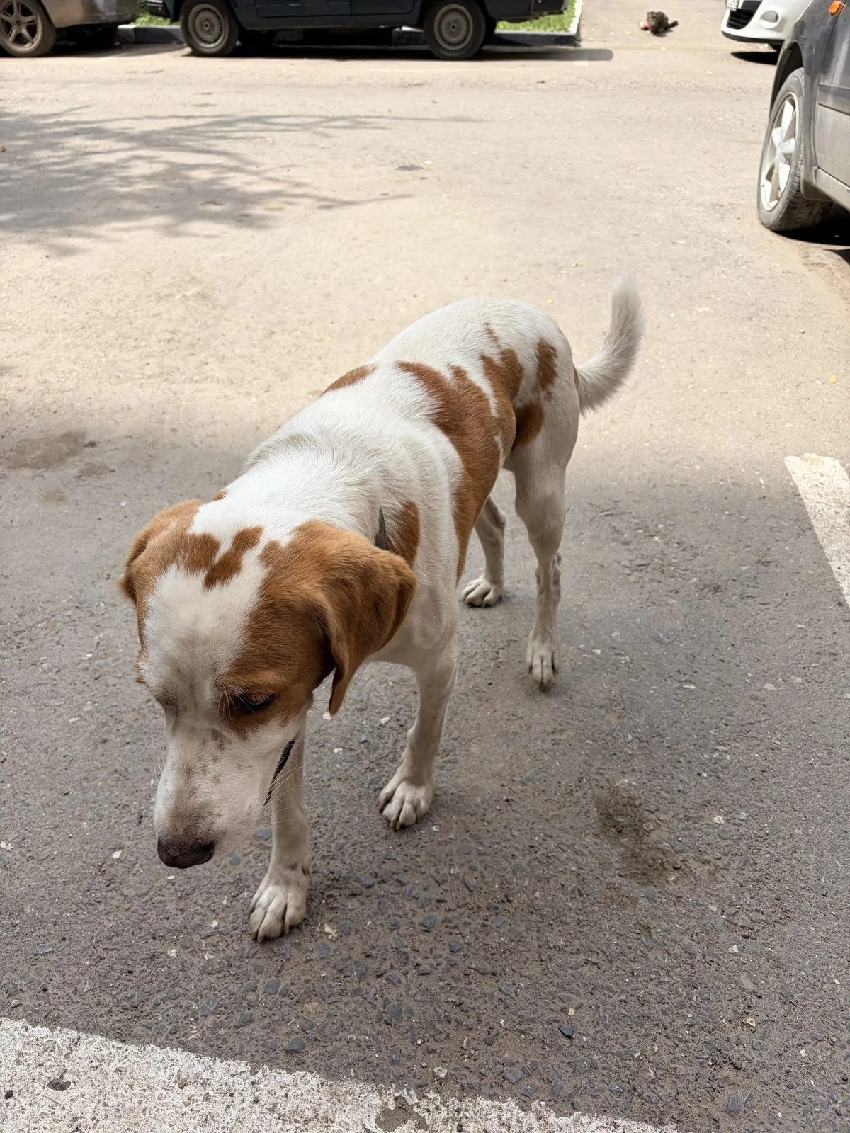 Найдена собака в Энгельсе — фото питомца