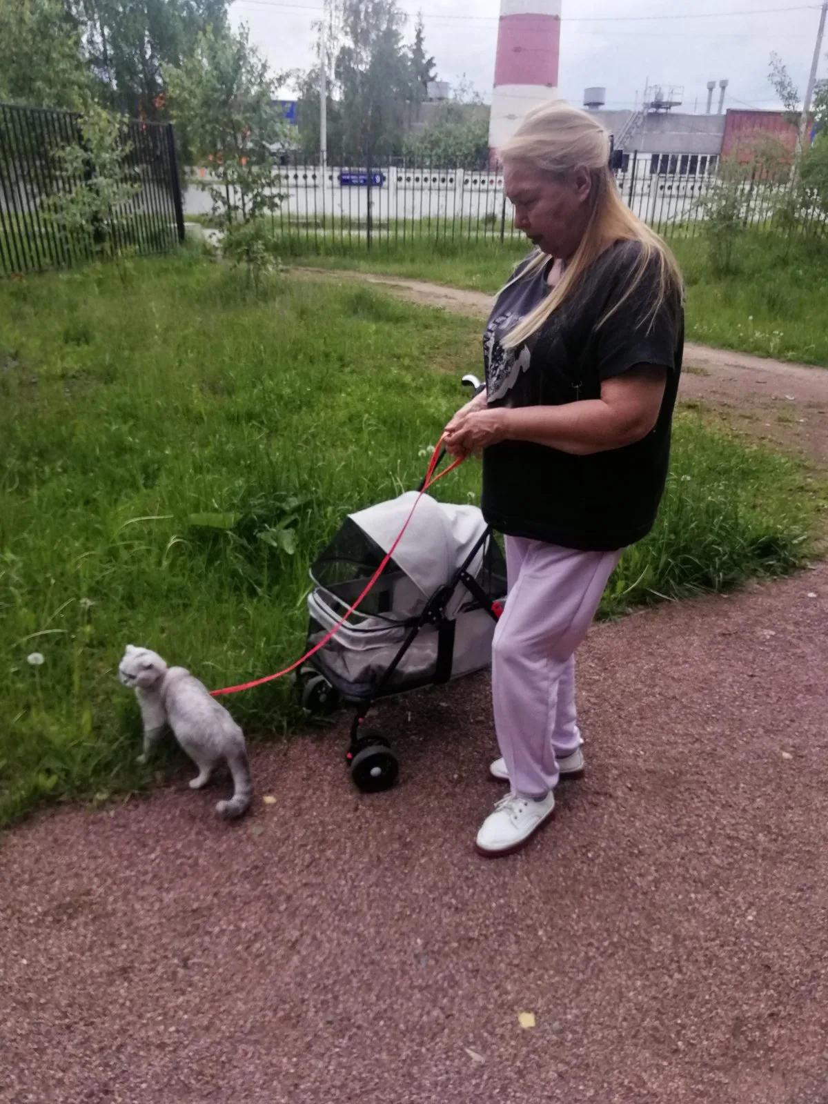Пропала кошка в Москве — фото питомца