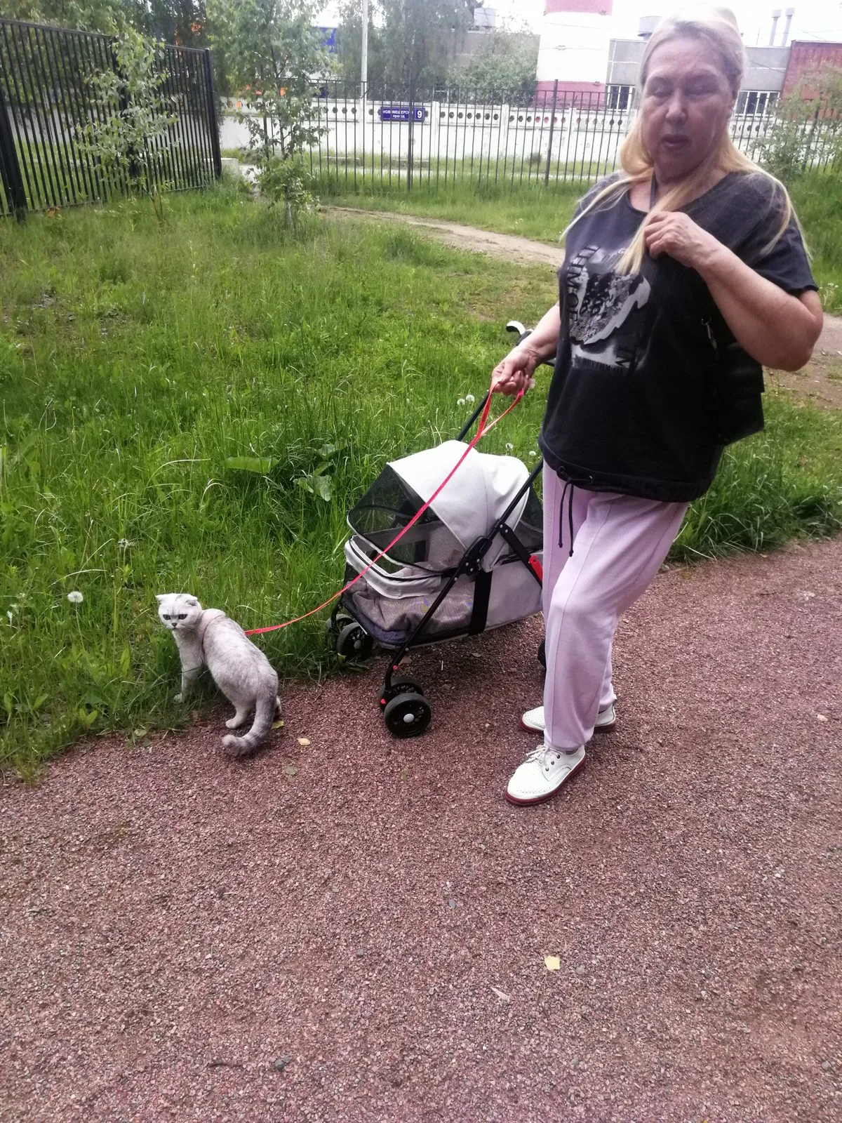 Пропала кошка в Москве — фото питомца