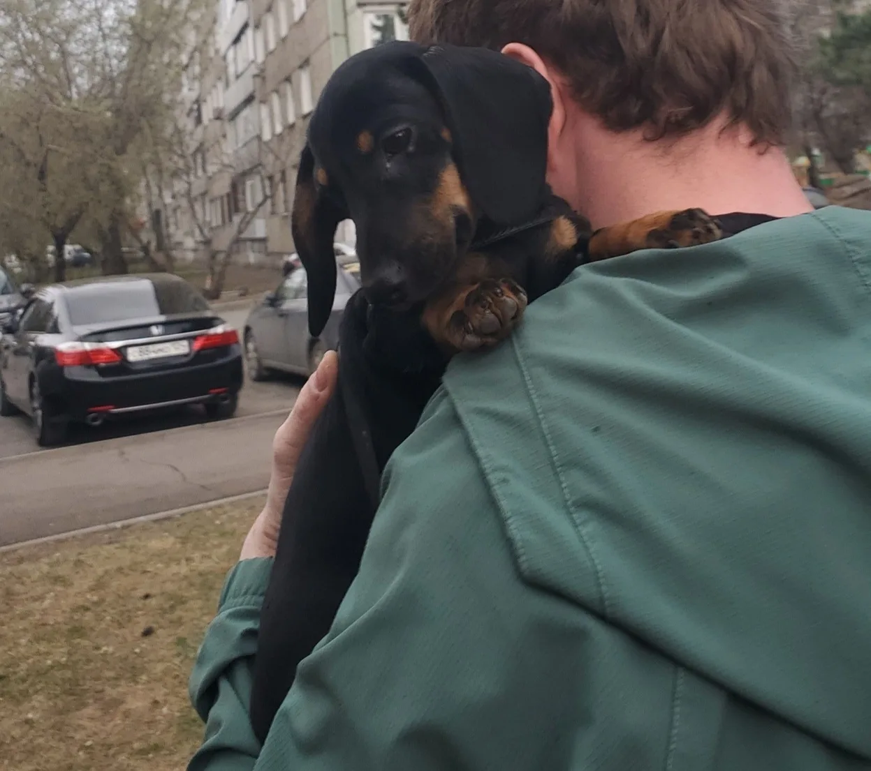 Найдена собака в Красноярске — фото питомца